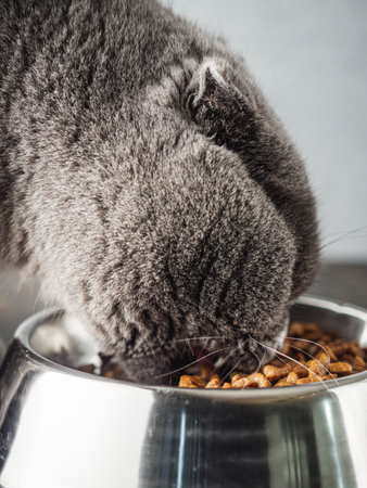Hungry Scottish Fold Cat Eating Food.の写真素材