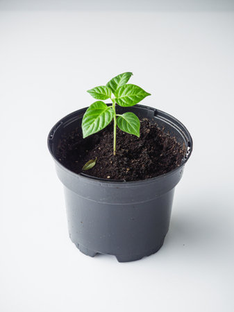 Planting Hope Hands Nurturing Seedlingsの写真素材
