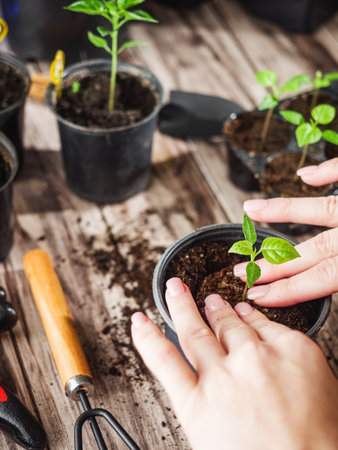 Planting Hope Hands Nurturing Seedlings woman, plant, handsの写真素材