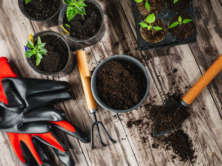 Planting Hope Hands Nurturing Seedlings woman, plant, handsの写真素材