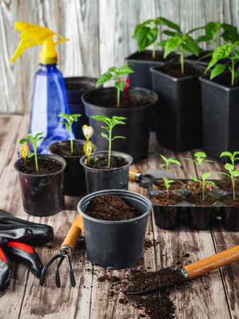 Planting Hope Hands Nurturing Seedlings woman, plant, handsの写真素材