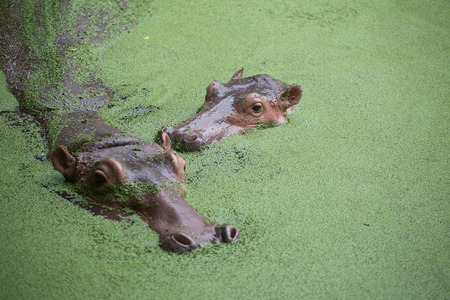 two Hippo in the waterの写真素材