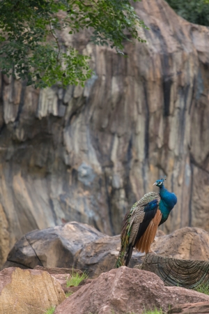 peacockの写真素材