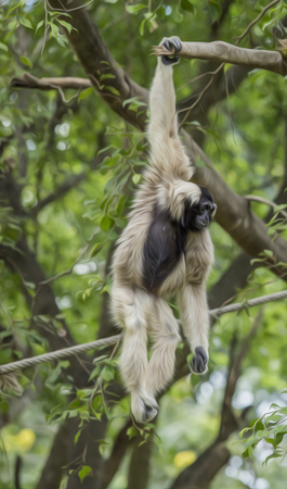 Oil Paint Gibbonの写真素材