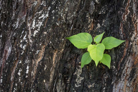 Tree on Treeの写真素材