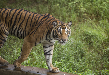 Bengal Tigerの写真素材