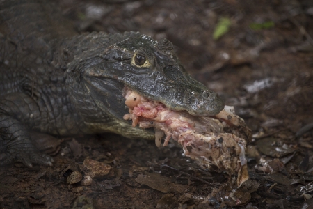 Crocodileの写真素材