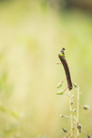 Worm on Plantの写真素材