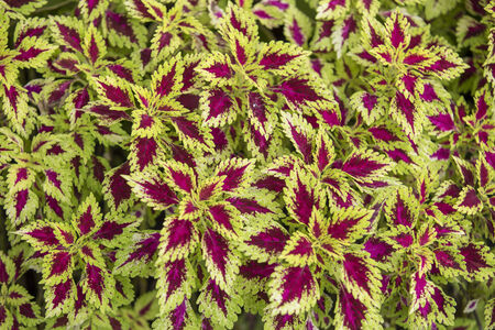 Color plant backgroundの写真素材
