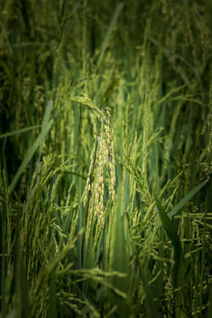 Rice field