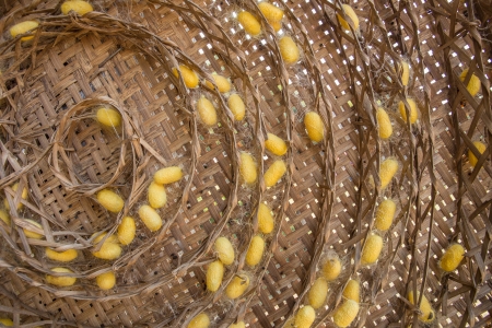 cocoon silkworm many silkの写真素材