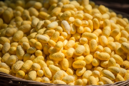 silkworm yellow の写真素材