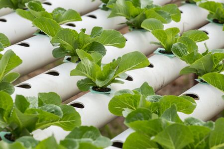hydroponic Vegetables
