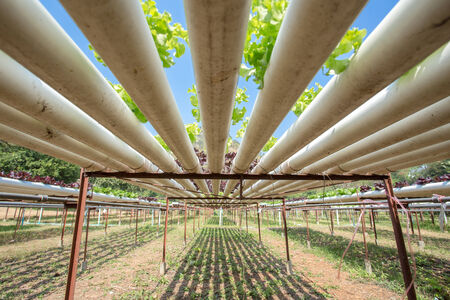 Under hydroponic Vegetablesの写真素材