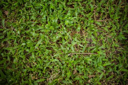 Grass is a green feildの写真素材