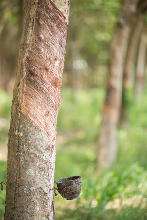 rubber tree (Hevea Brasiliensis) as a source of natural rubberの写真素材