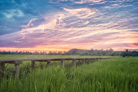 Wooden bridge to Green rice field in Thailand.の写真素材