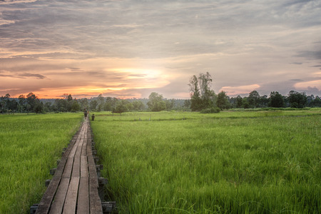 Wooden bridge to Green rice field in Thailand.の写真素材