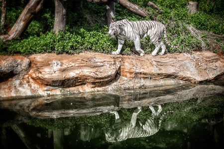 white tigerの写真素材