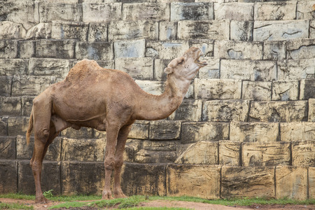 Camelの写真素材