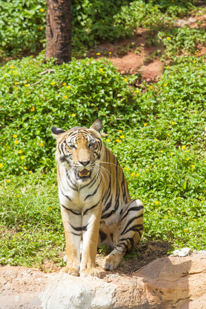 bengal tiger looking at the cameraの写真素材