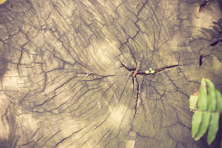 wood texture. background vintage colorの写真素材