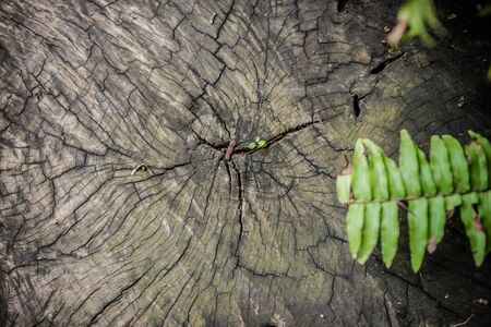 Dark wood texture. Abstract backgroundの写真素材