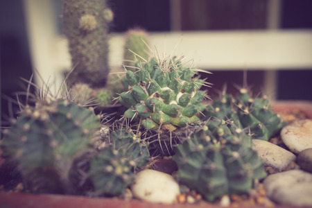 cactus in pot post-processed to be vintage styleの写真素材
