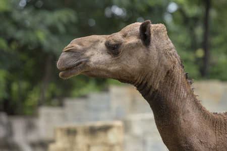 Arabian Camel Head Close-Upの写真素材