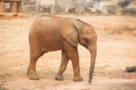 African Elephantの写真素材