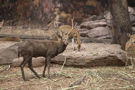 Deerの写真素材