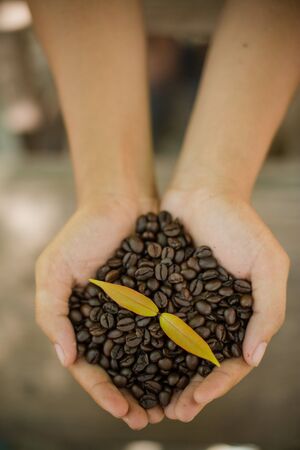 Coffee beans and coffee plant  in handsの写真素材