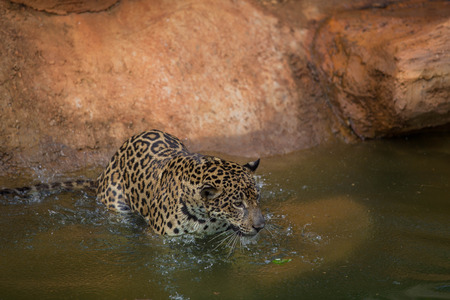 leopard in the water
