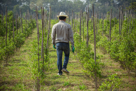 young man gardening in farm