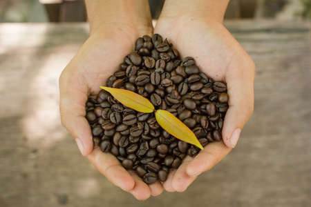Coffee beans and coffee plant  in handsの写真素材