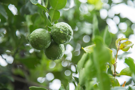 Bergamot on Treeの写真素材