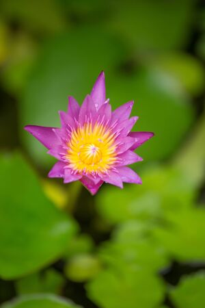 Violet Lotus Flowerの写真素材