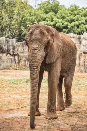 African elephantの写真素材
