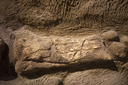 Dinosaur fossilの写真素材