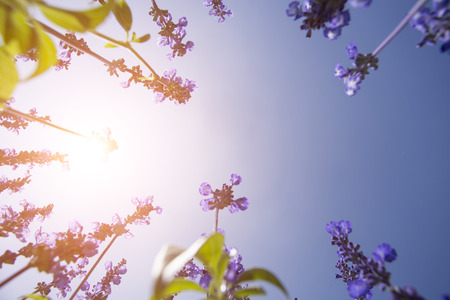 Beautiful colors purple lavender fields with blue skyの写真素材