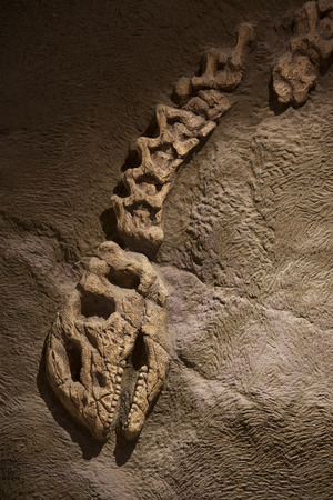 Dinosaur fossilの写真素材