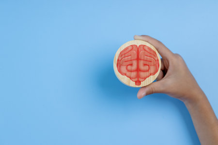 A hand holding a wooden brain model. The brain is red and white. Concept of the importance of the brain and its functionsの写真素材