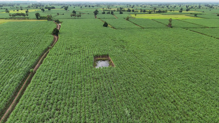 Sugar cane harvest plantation aerial. Aerial top view of an agriculture field. Sugar Cane farm. Sugar cane fields view from the sky.の写真素材