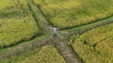 Aerial view of the rice field from droneの写真素材