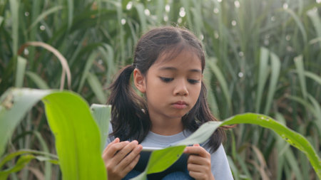 Woman holding tablet walking through corn field and checking corn stalks to monitor plant growth. Smart farming concept.の写真素材