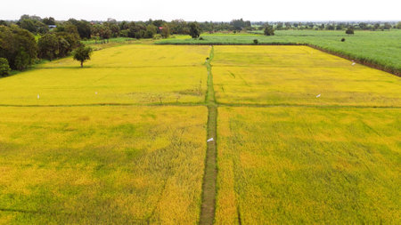 Aerial view of the rice field from droneの写真素材