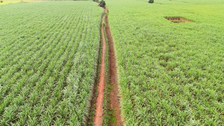 Sugar cane harvest plantation aerial. Aerial top view of an agriculture field. Sugar Cane farm. Sugar cane fields view from the sky.の写真素材
