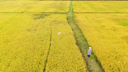 Aerial view of the rice field from droneの写真素材