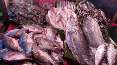 fresh fish in marketの写真素材