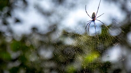 Spider building web in forestの写真素材
